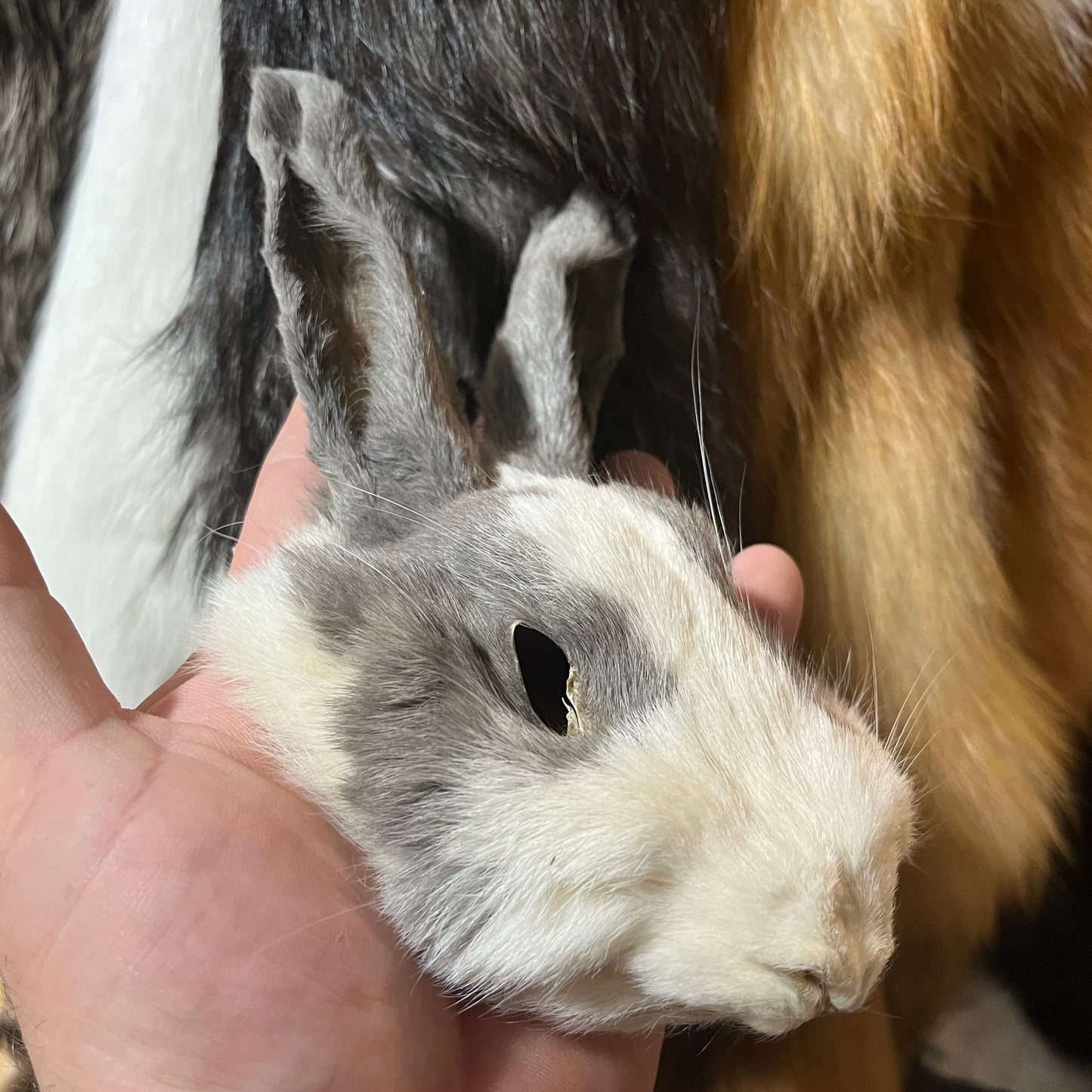 Rabbit Fur - Full Rabbit Face