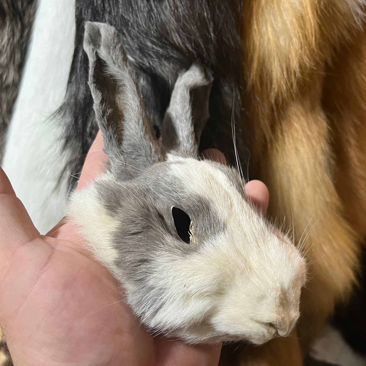Rabbit Fur - Full Rabbit Face