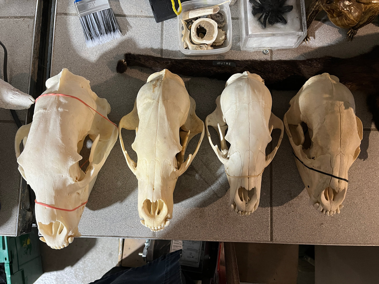 Perfect Bleached Black Bear Skull