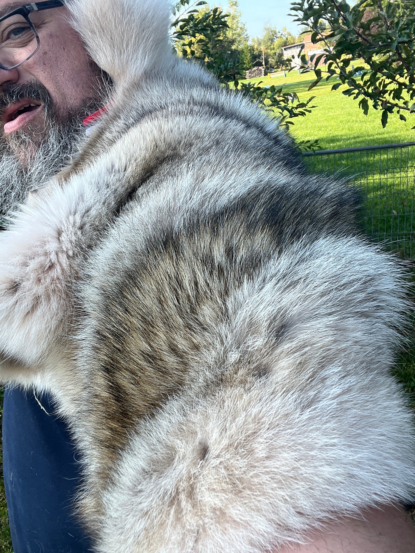 Grey Wolf Fur Pelt - Large