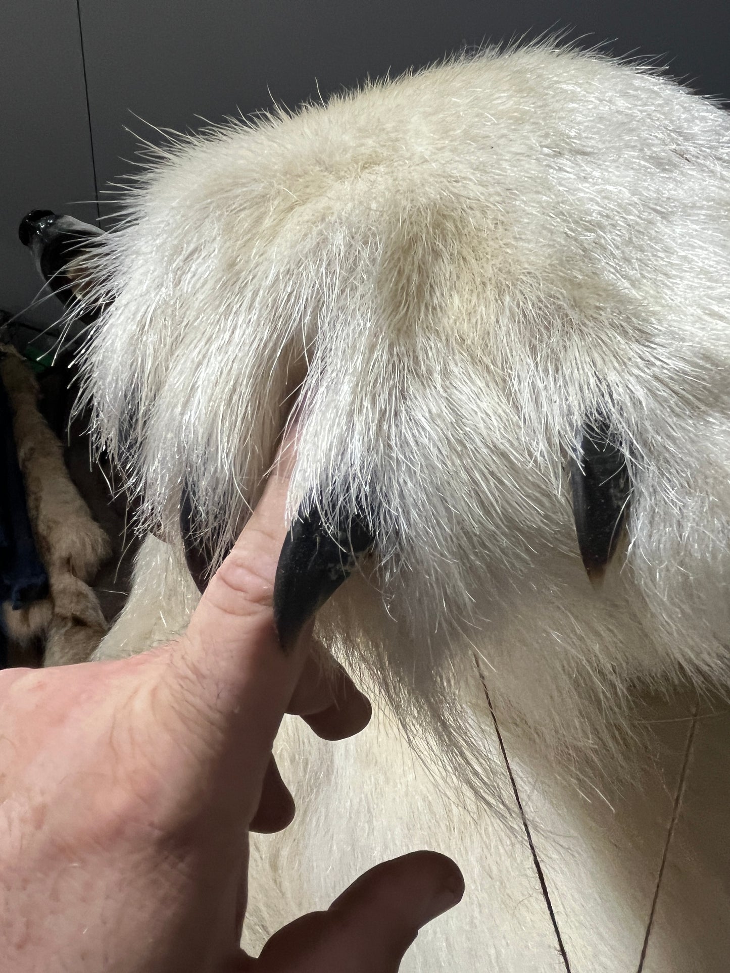 Polar bear fur - Full Taxidermy Mount