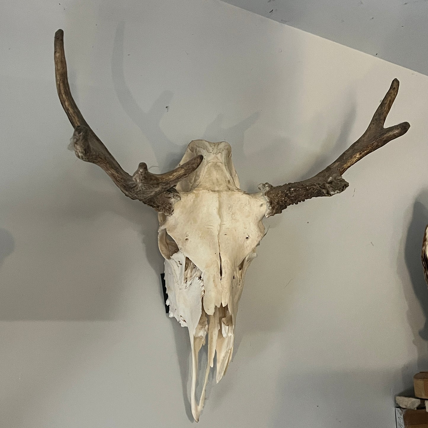 Moose Skull