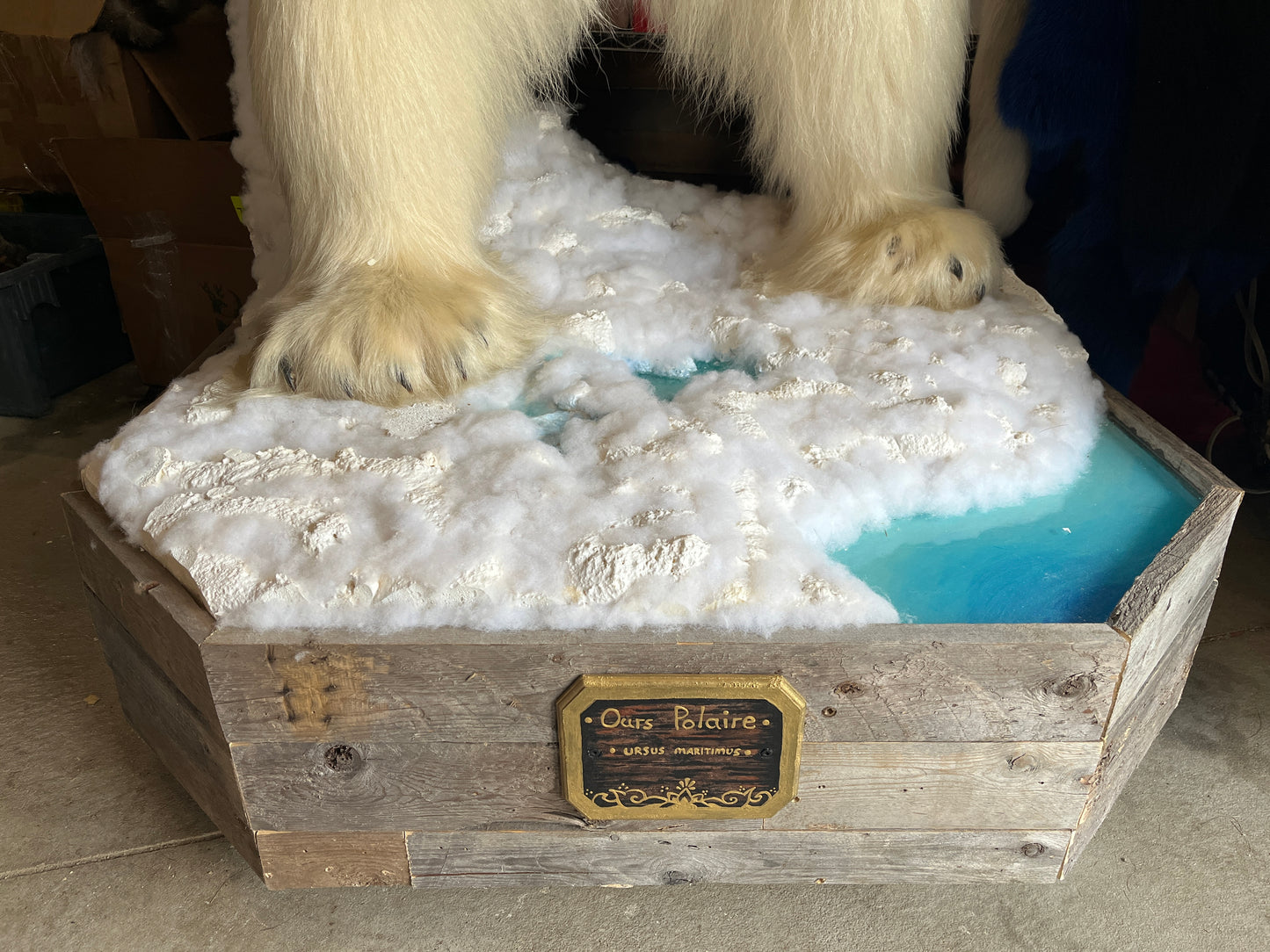 Polar bear fur - Full Taxidermy Mount