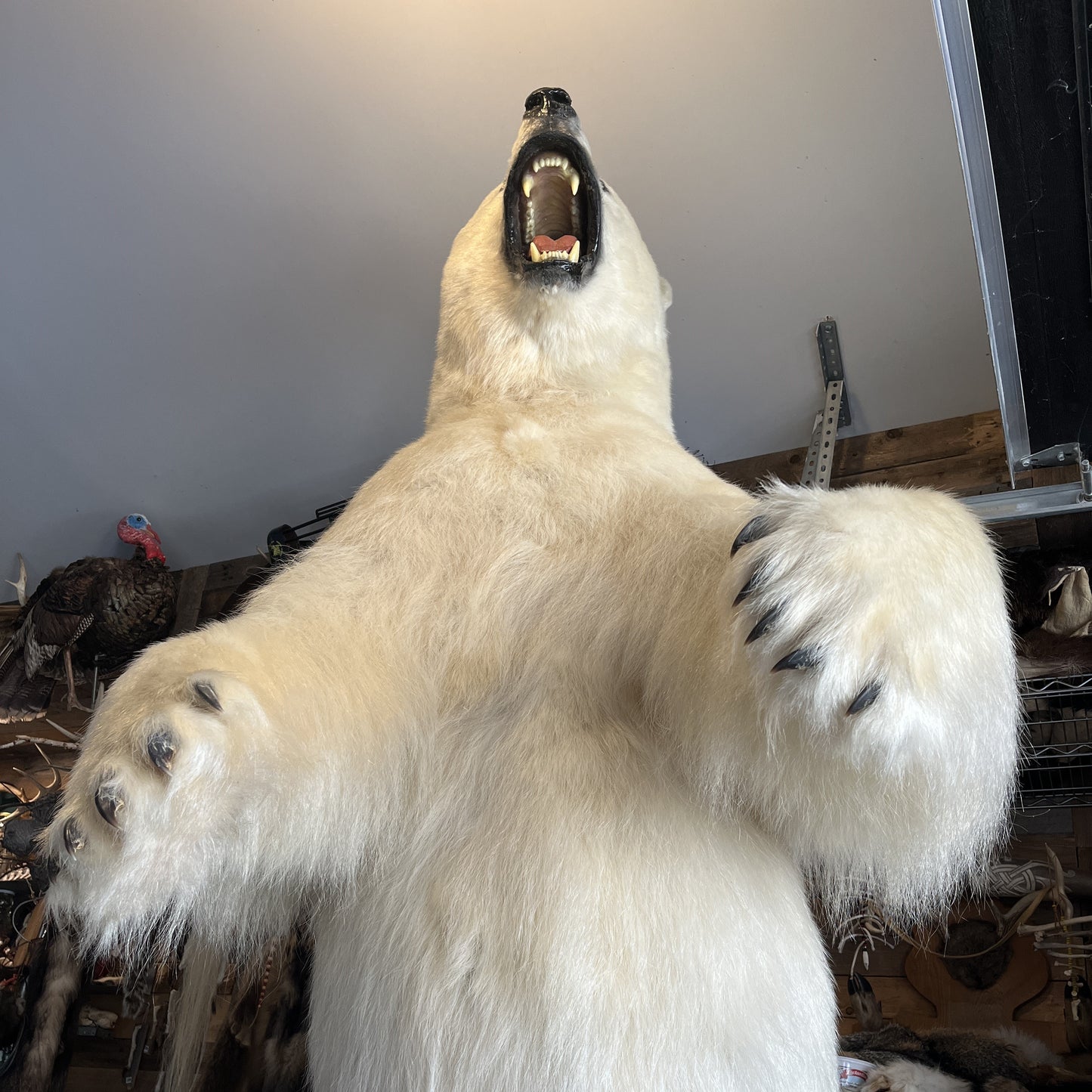 Polar bear fur - Full Taxidermy Mount