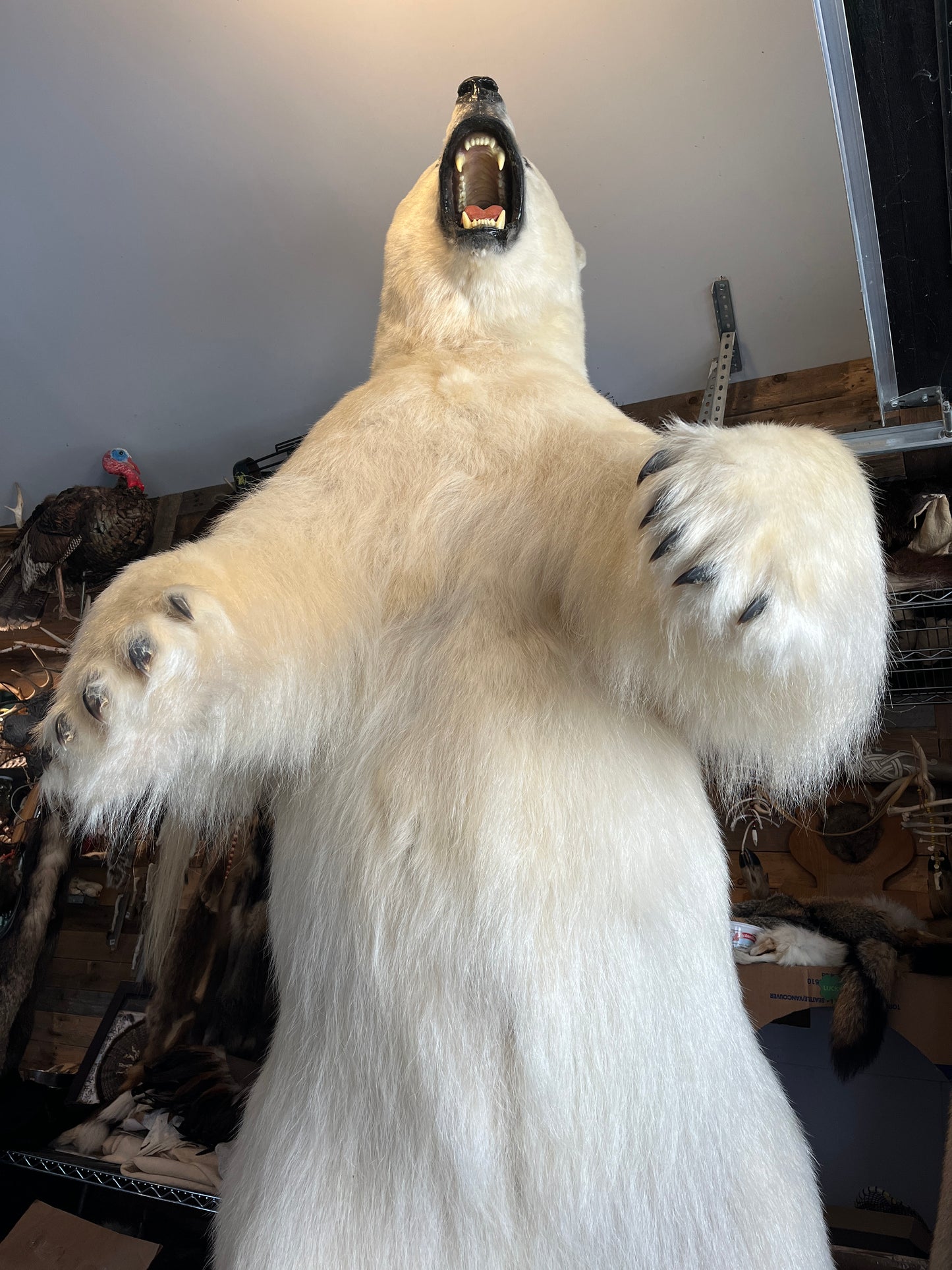 Polar bear fur - Full Taxidermy Mount