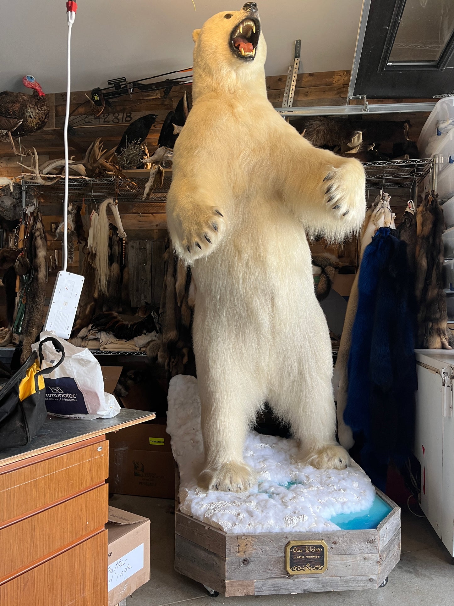 Polar bear fur - Full Taxidermy Mount