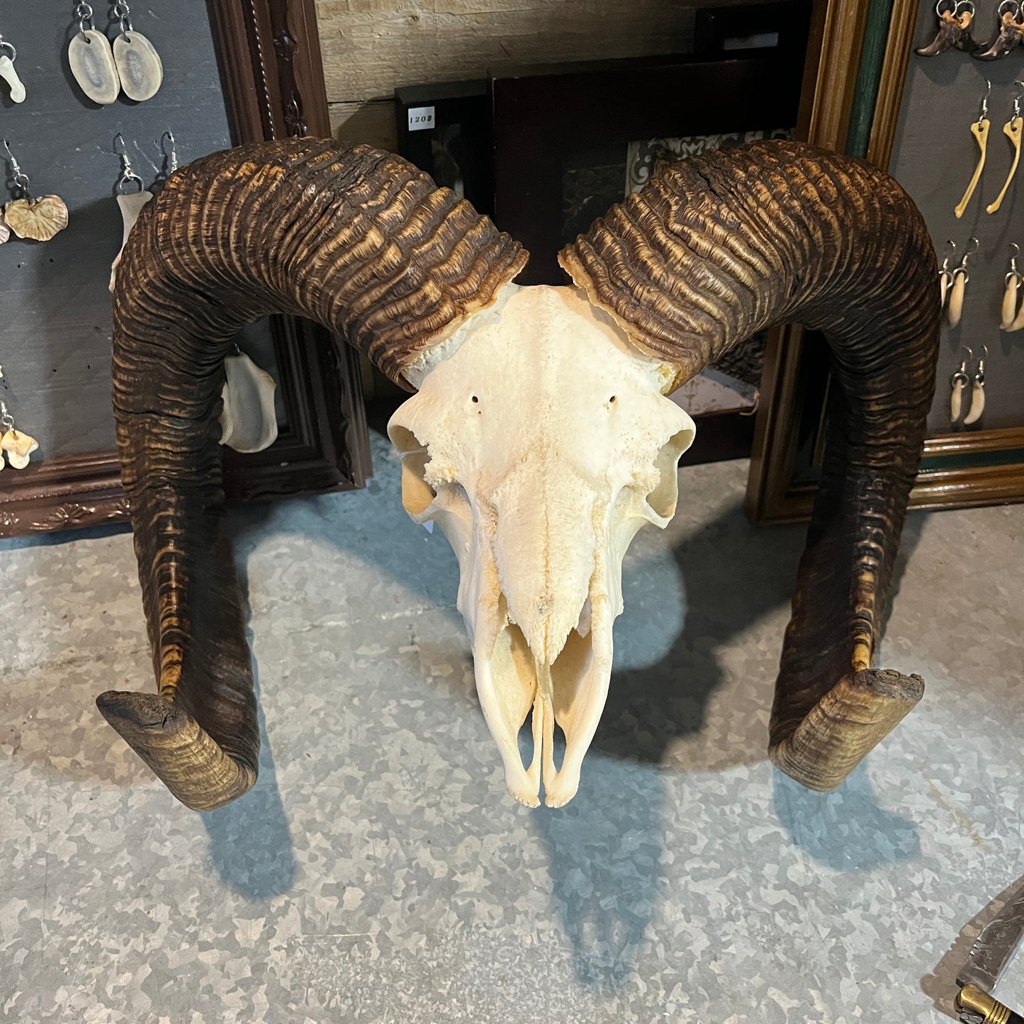 Big Ram Skull