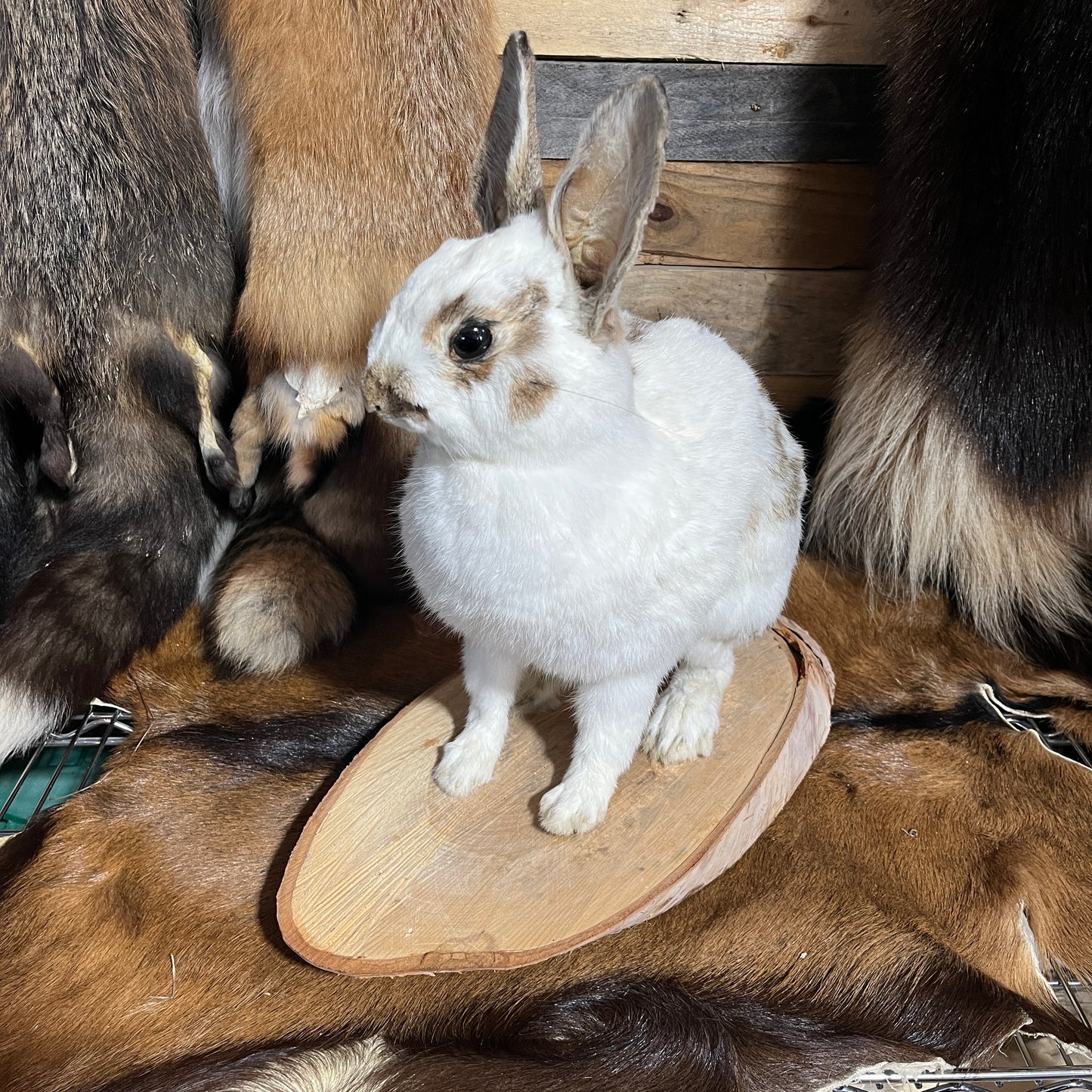 Rabbit taxidermy