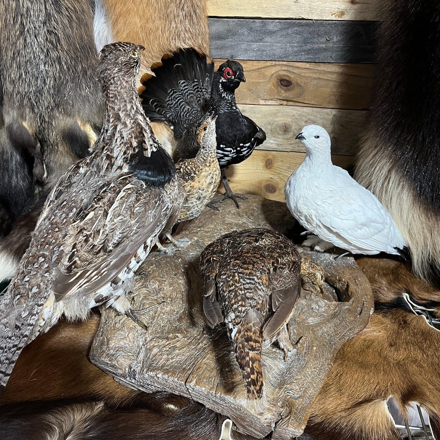 Multiple bird vintage taxidermy