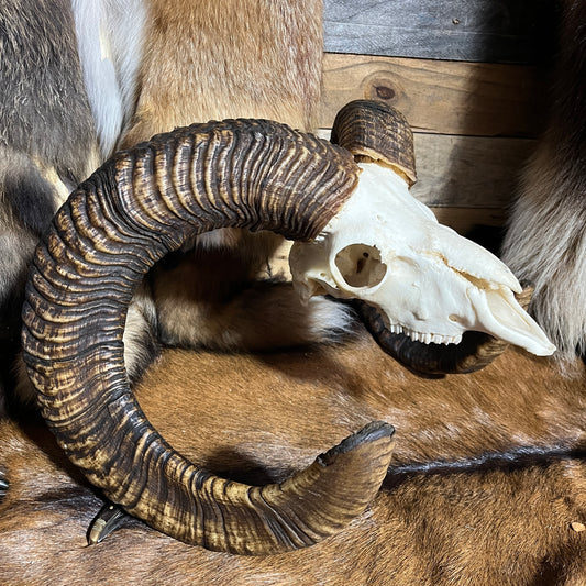 Big Ram Skull