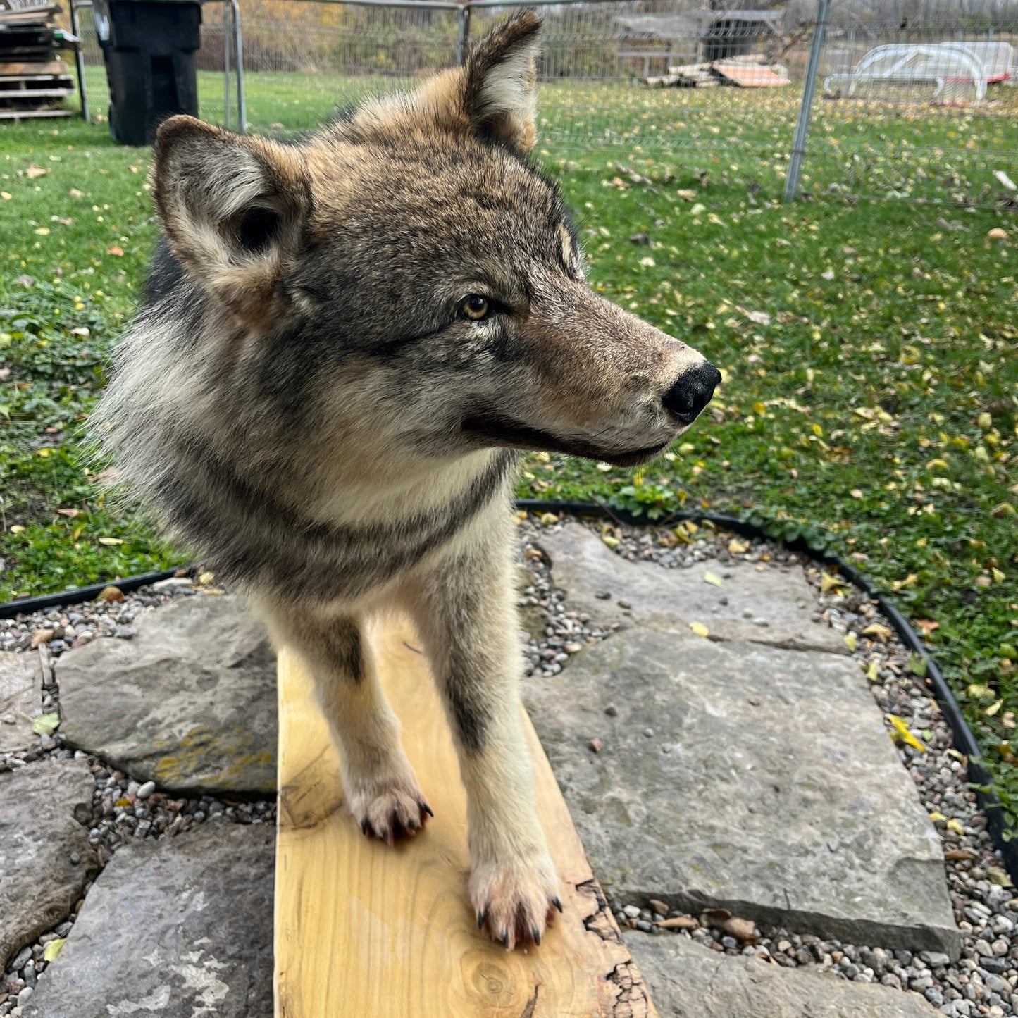 Full mount grey wolf taxidermy