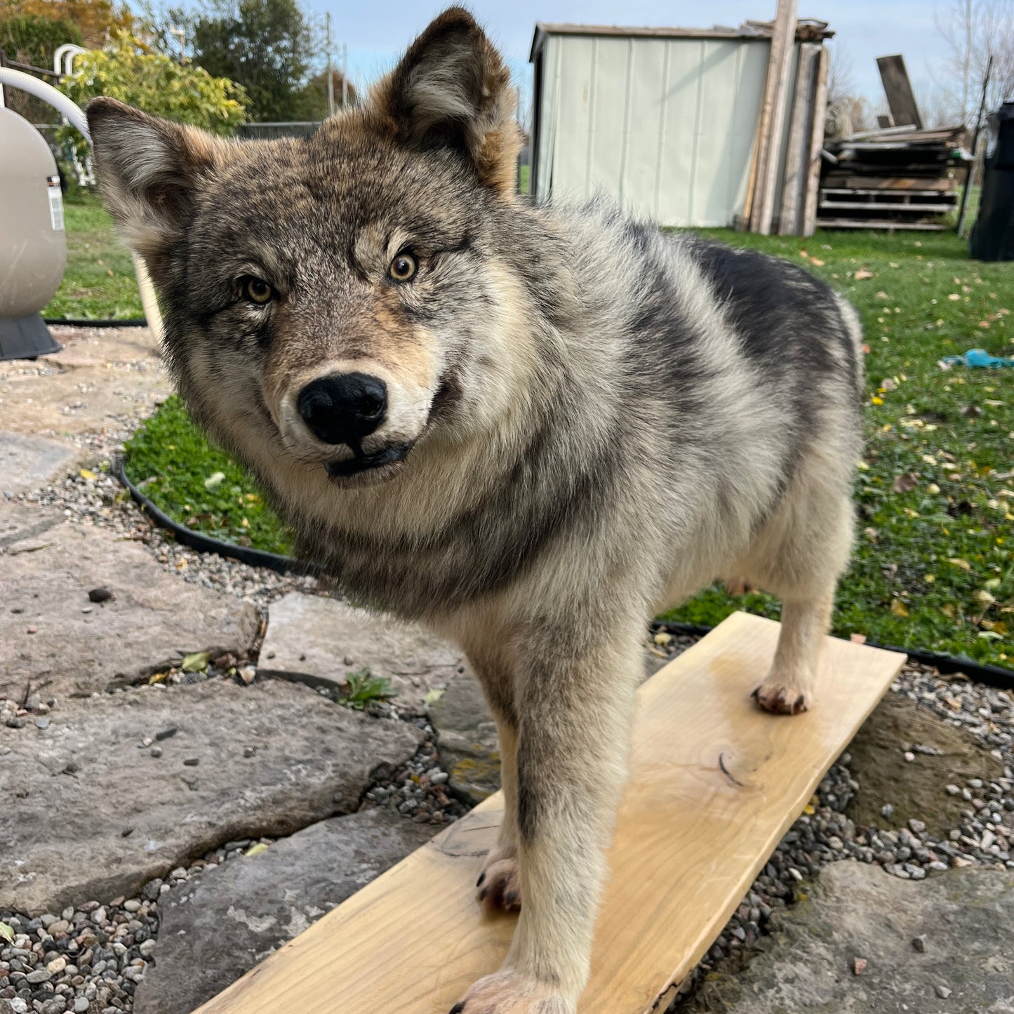 Full mount grey wolf taxidermy