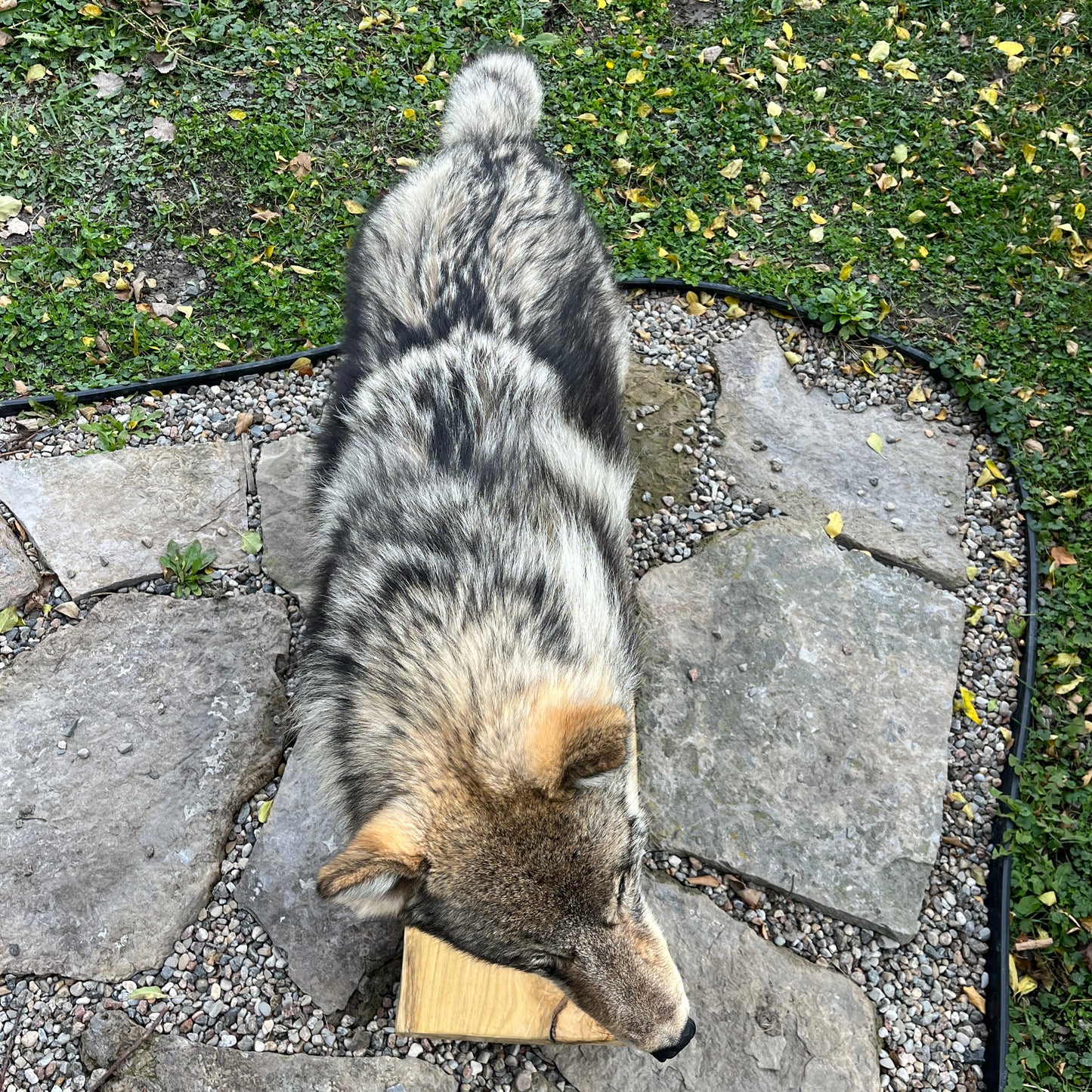 Full mount grey wolf taxidermy