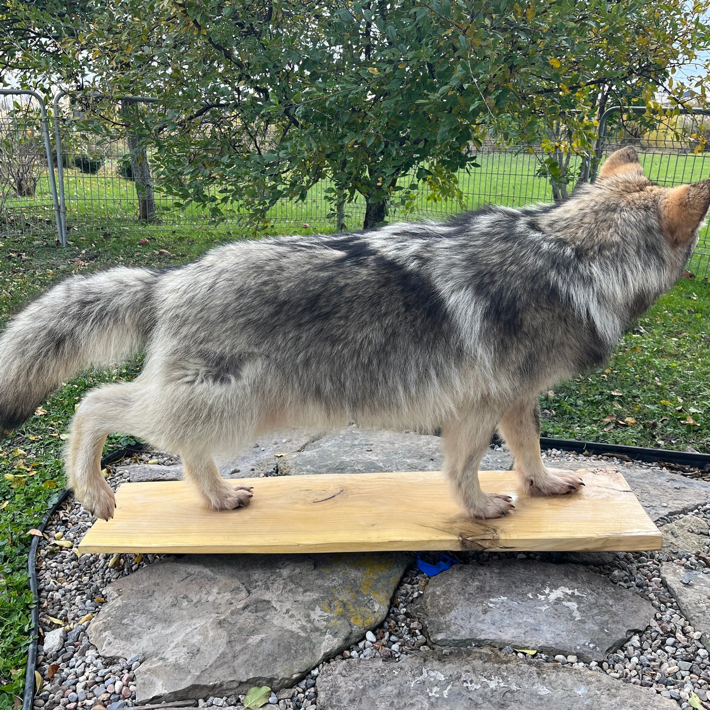 Taxidermie complète d'un loup gris