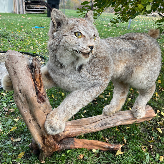 Lynx - Taxidermie vintage du corps entier