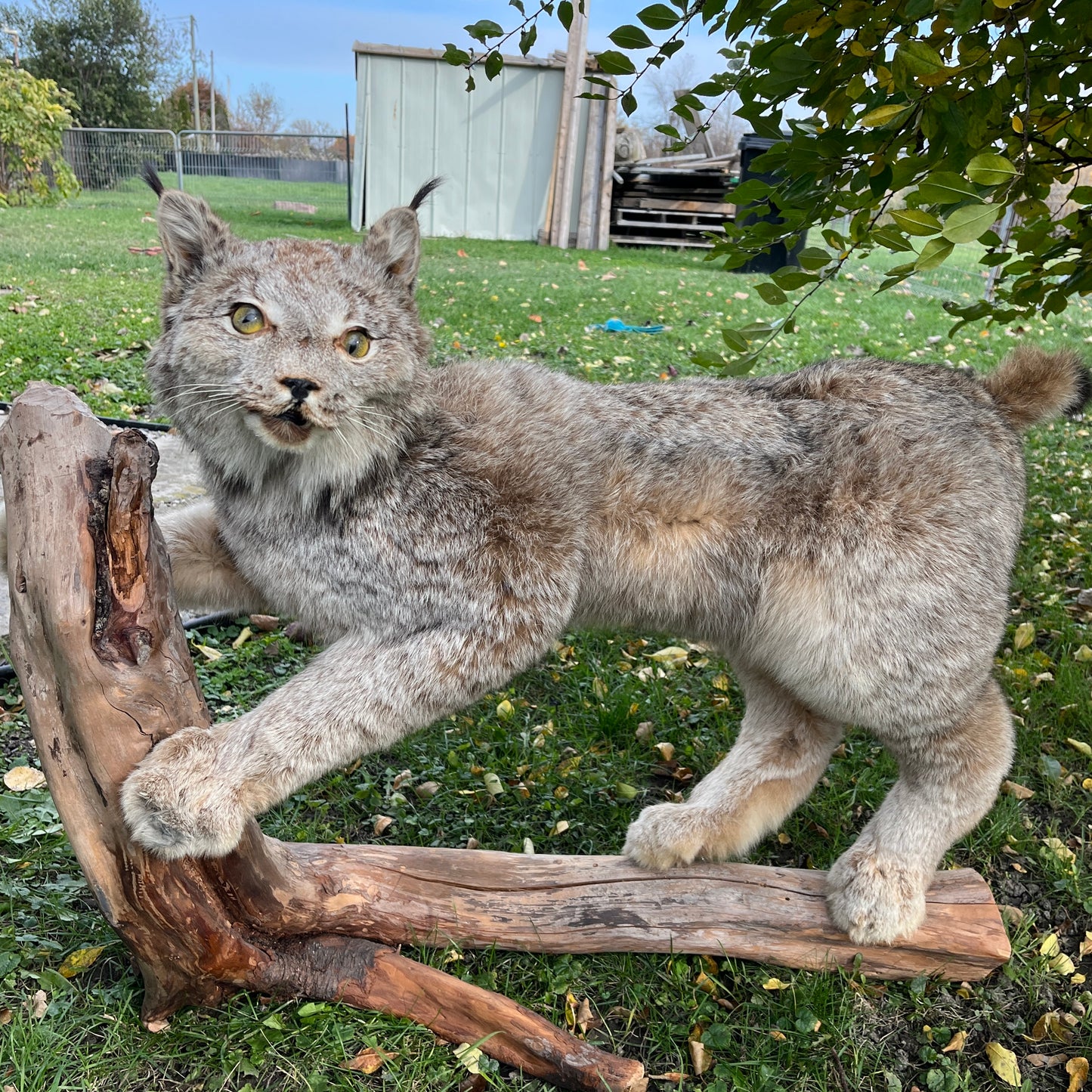 Lynx - Full body vintage taxidermy