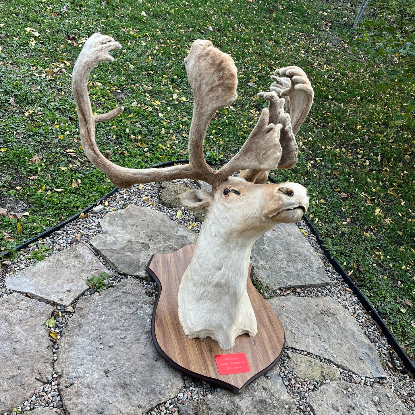 Caribou head and shoulders mounts