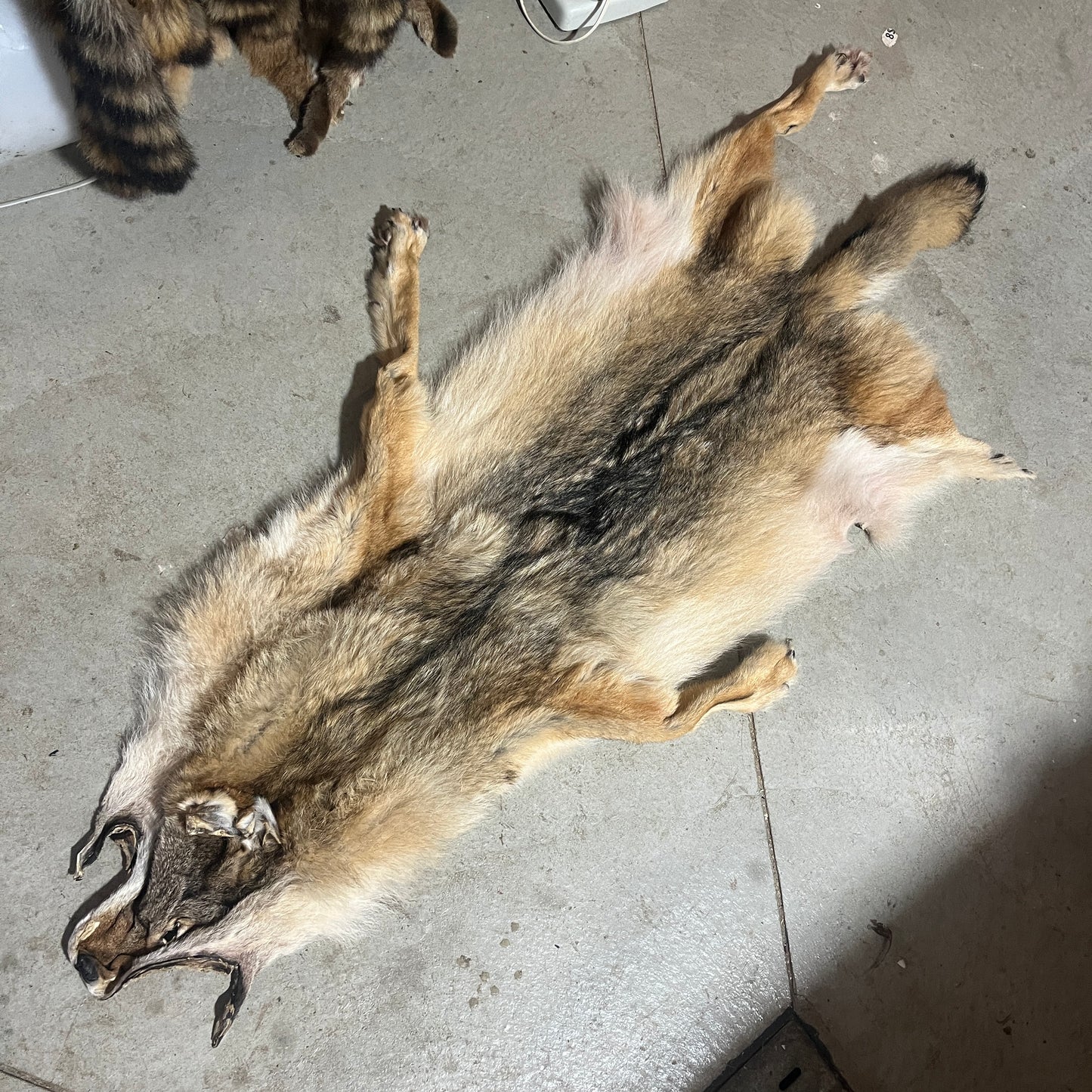 Wolf Fur Pelt - 67 inches - back leg missing