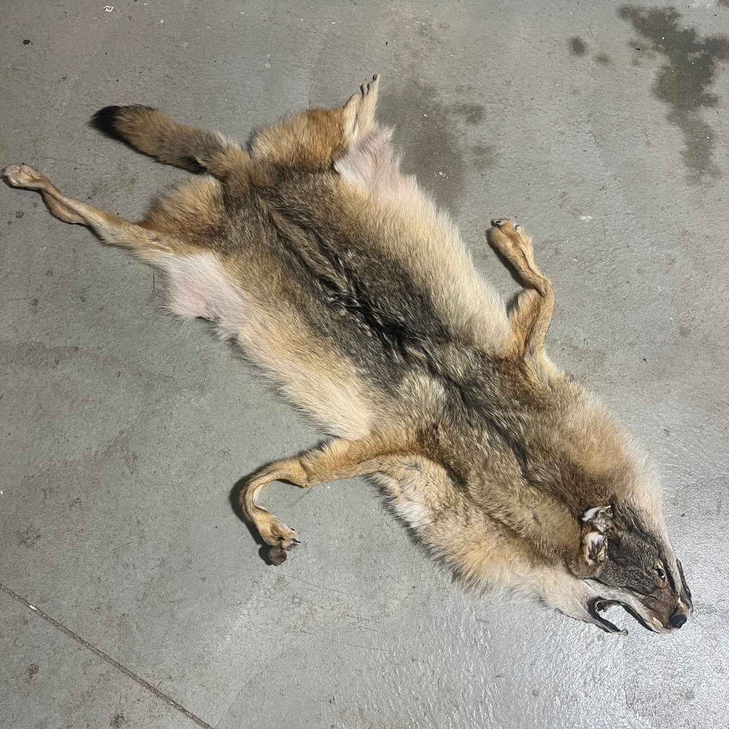 Wolf Fur Pelt - 67 inches - back leg missing
