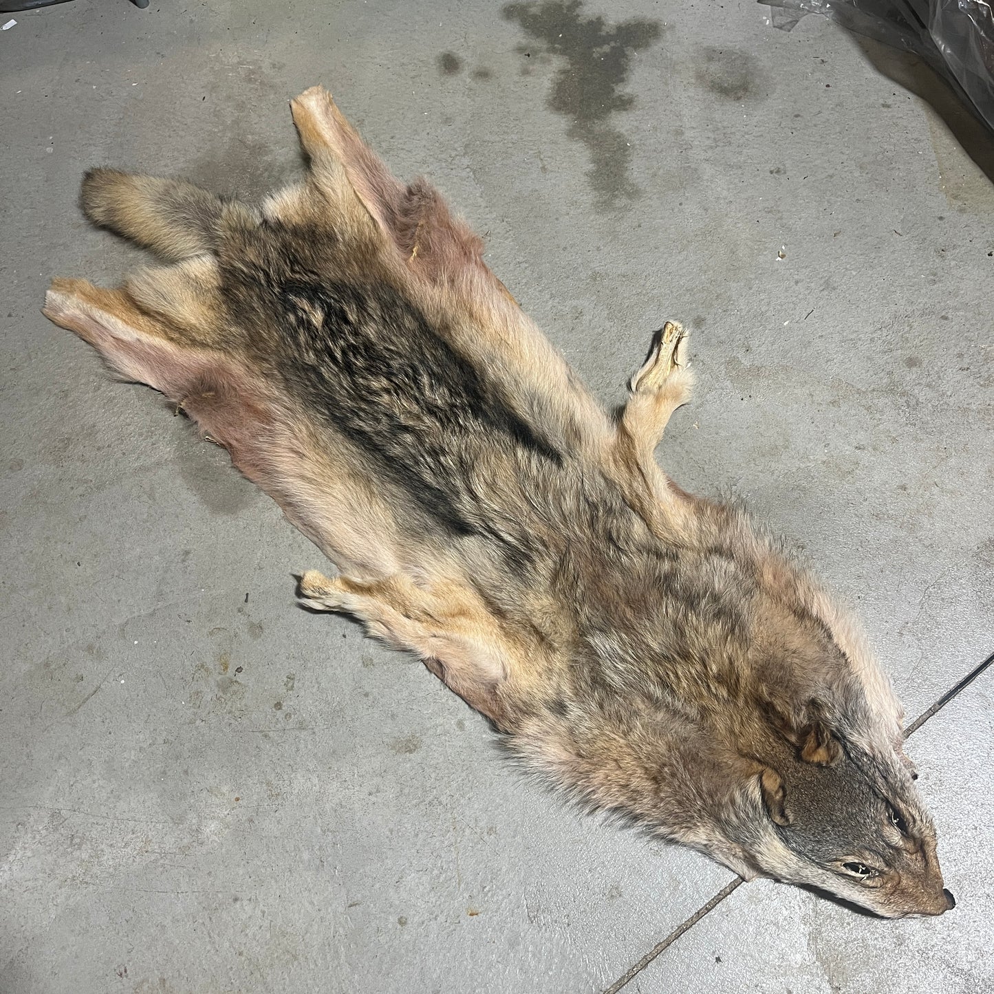 Wolf Fur Pelt - 71 inches