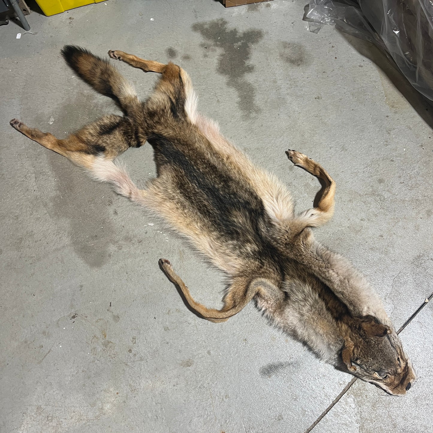 Wolf Fur Pelt - 72 inches - Damaged