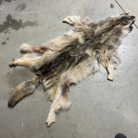 Wolf Fur Pelt - 65 inches