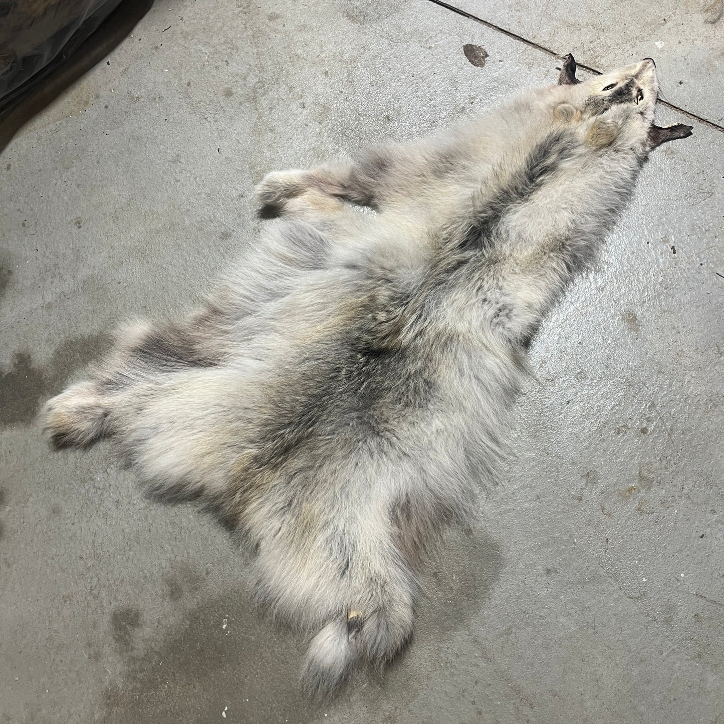 Wolf Fur Pelt - 53 inches - No tail no legs
