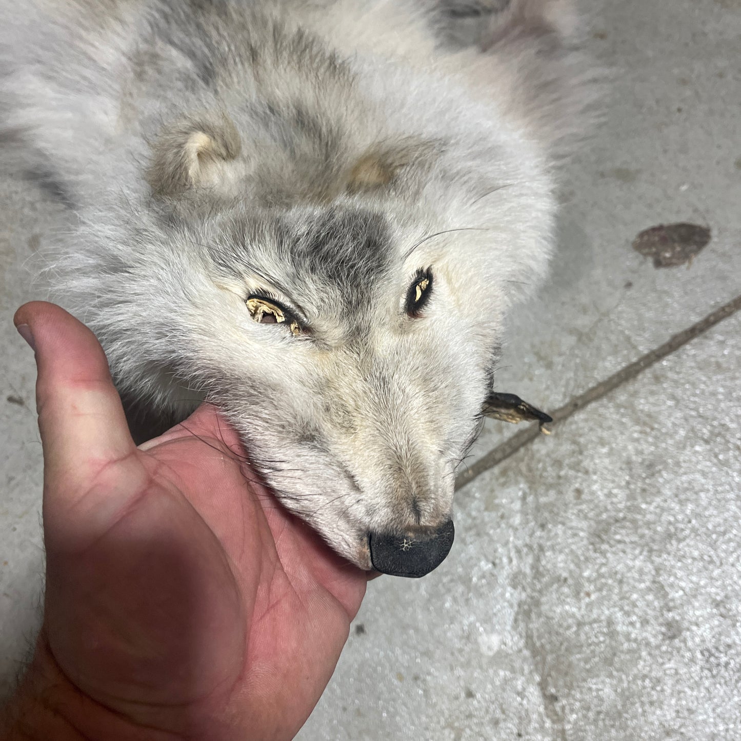 Wolf Fur Pelt - 53 inches - No tail no legs