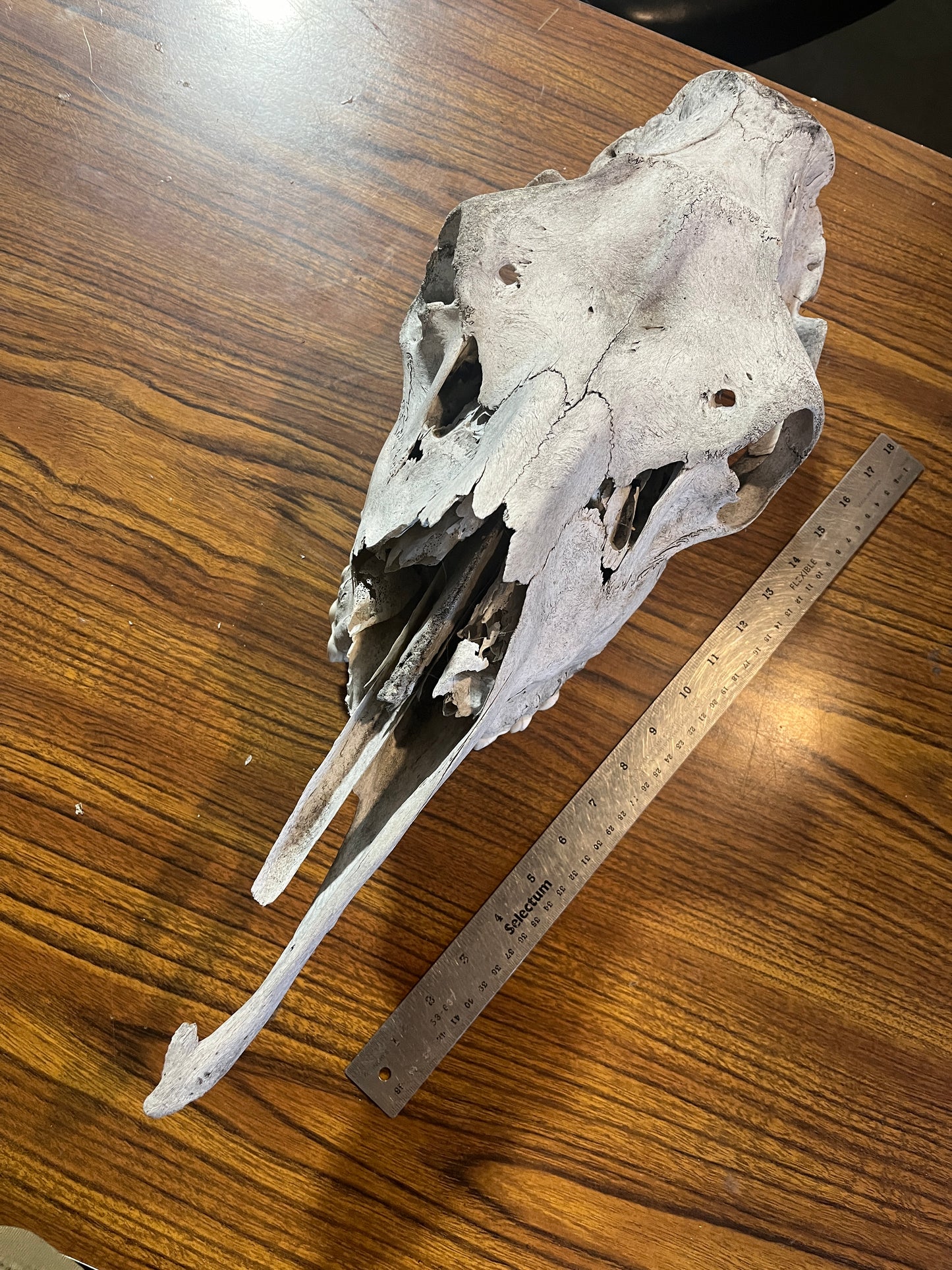 Female Moose Skull, Bone