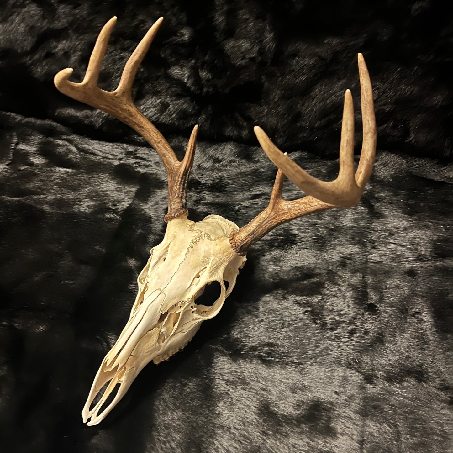 Deer Skull - 8 points