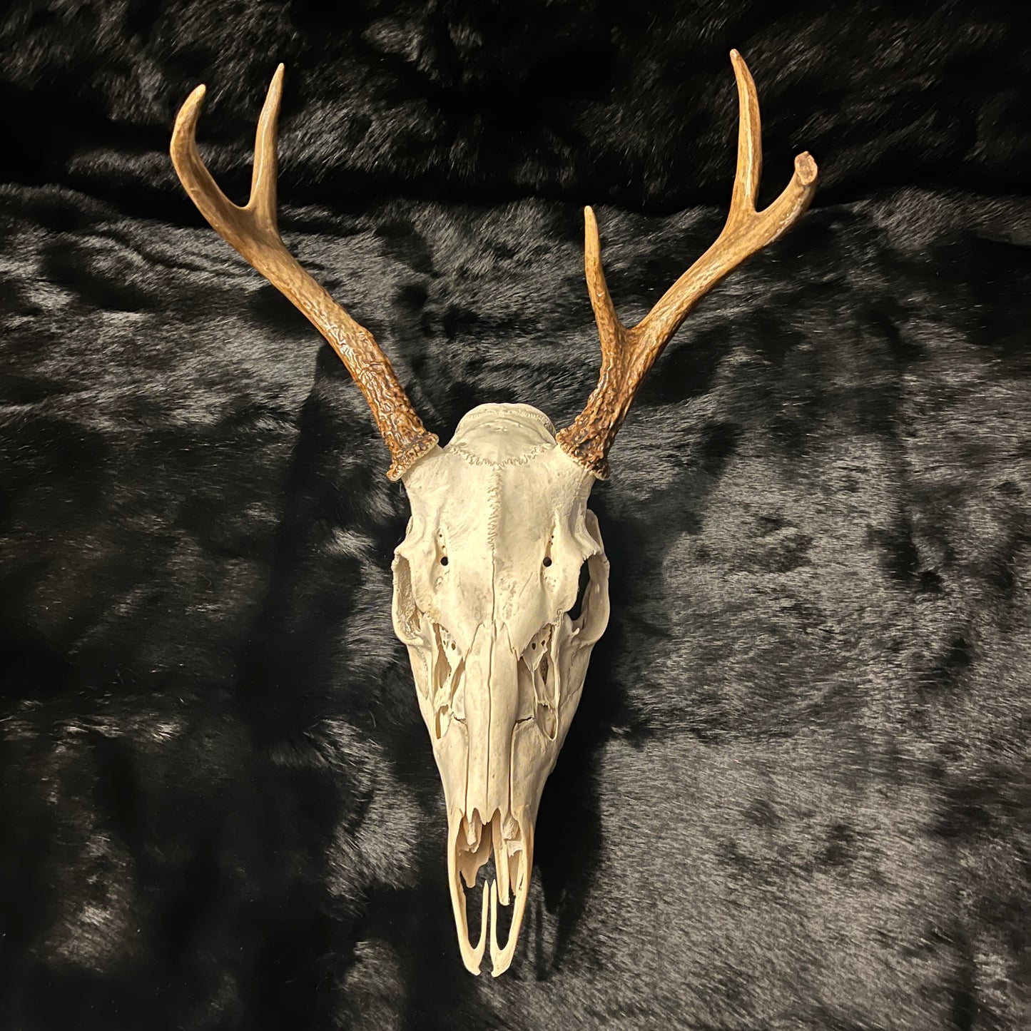 Deer Skulls - 5-6-7 Points