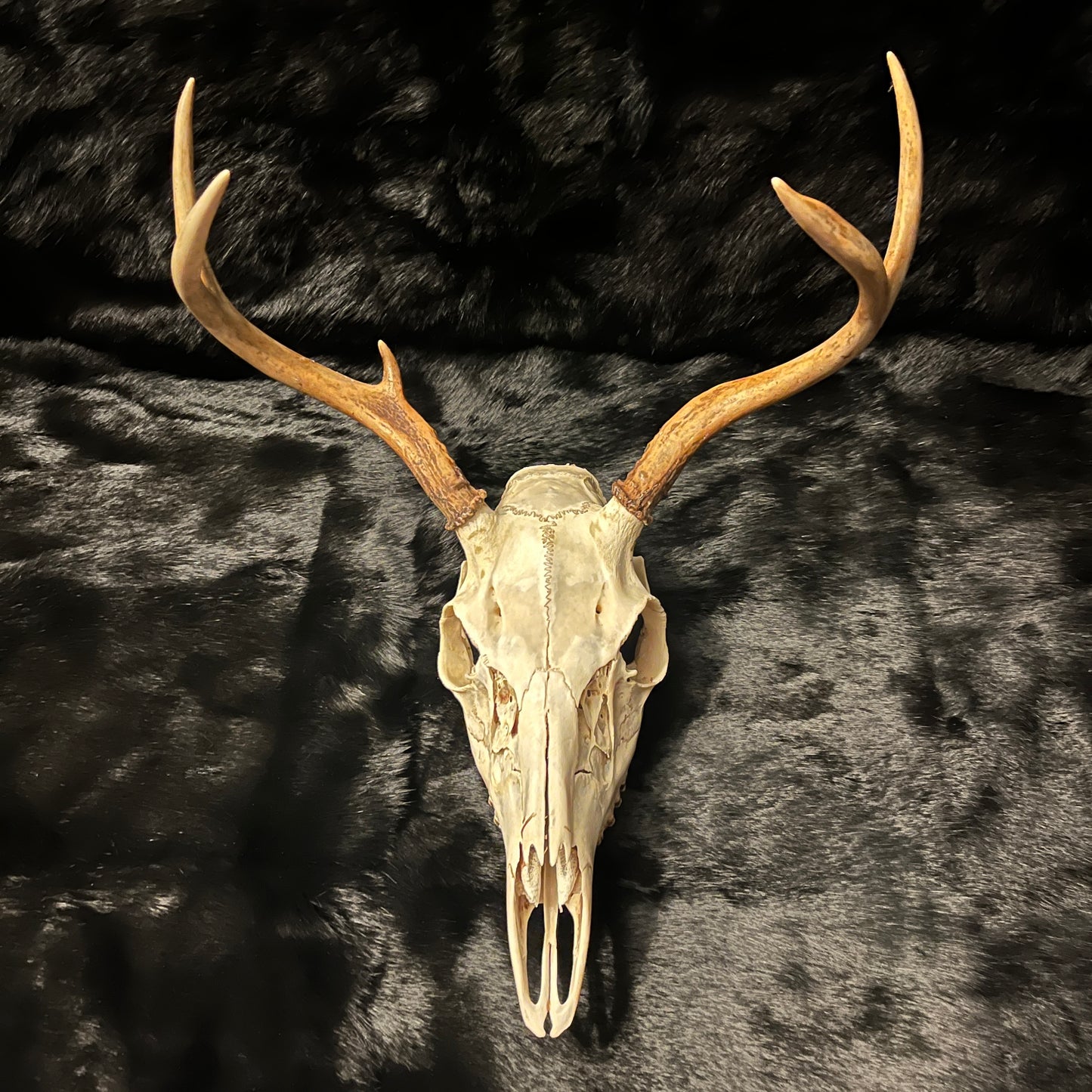 Deer Skulls - 5-6-7 Points