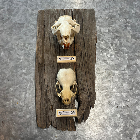 Beaver and Otter Skull, Wall Mount