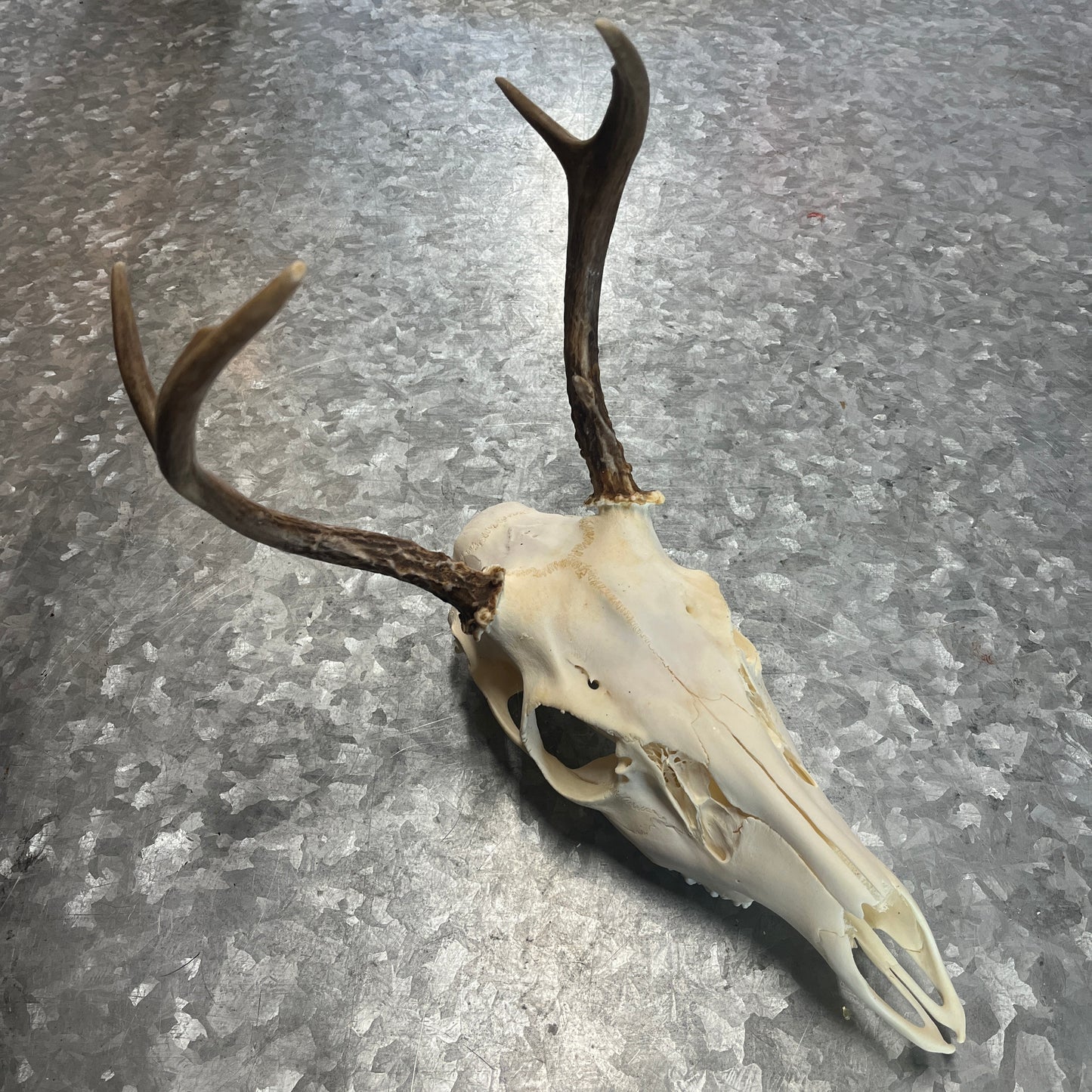 Deer Skull, 4-5 Points