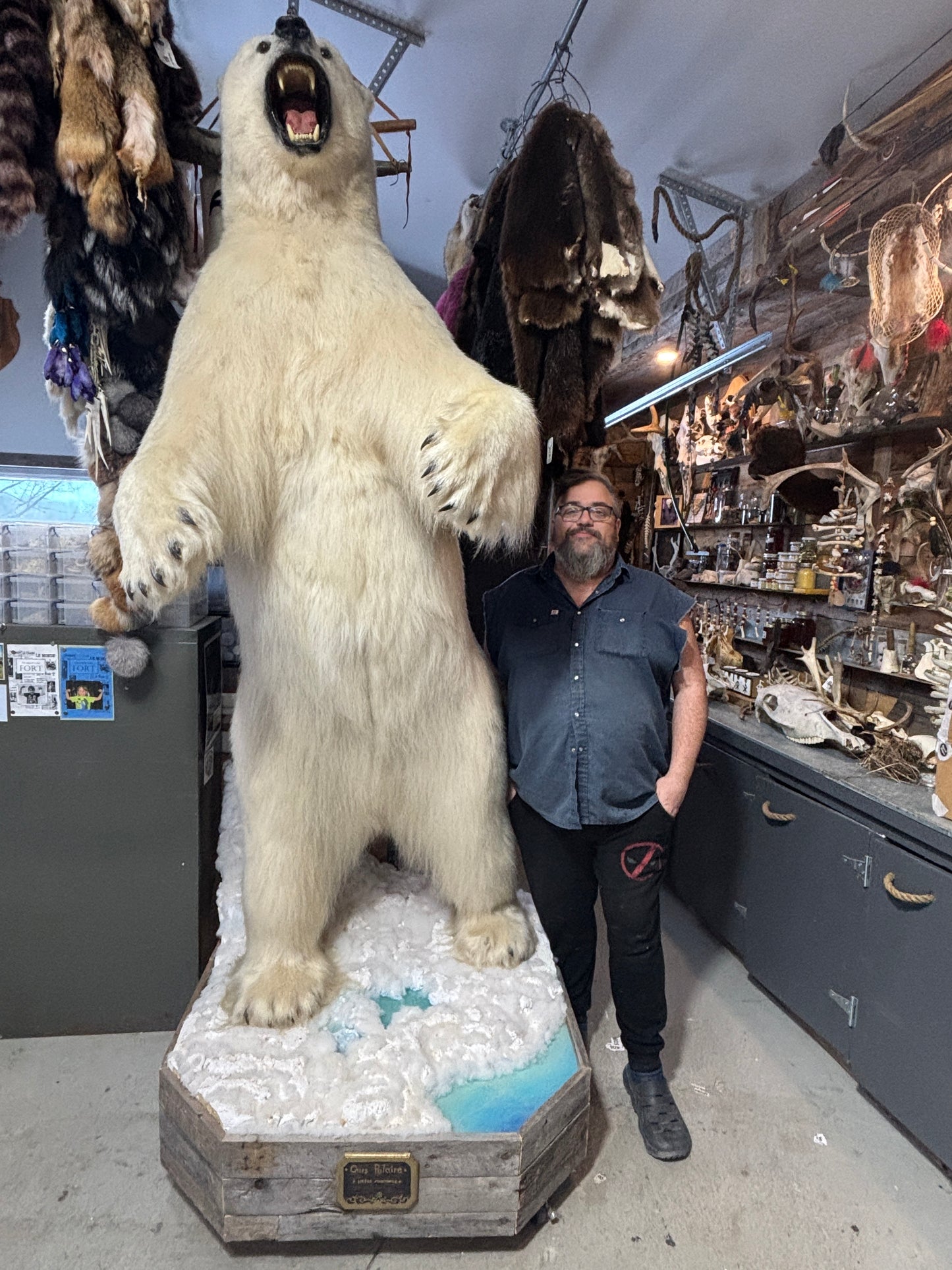 Location ours polaire