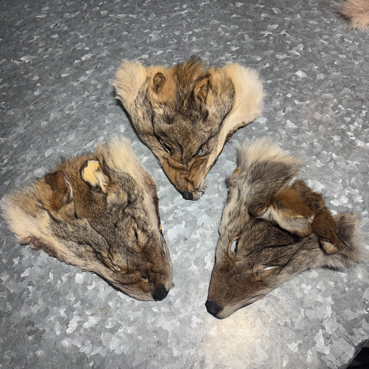 Coyote Fur Heads