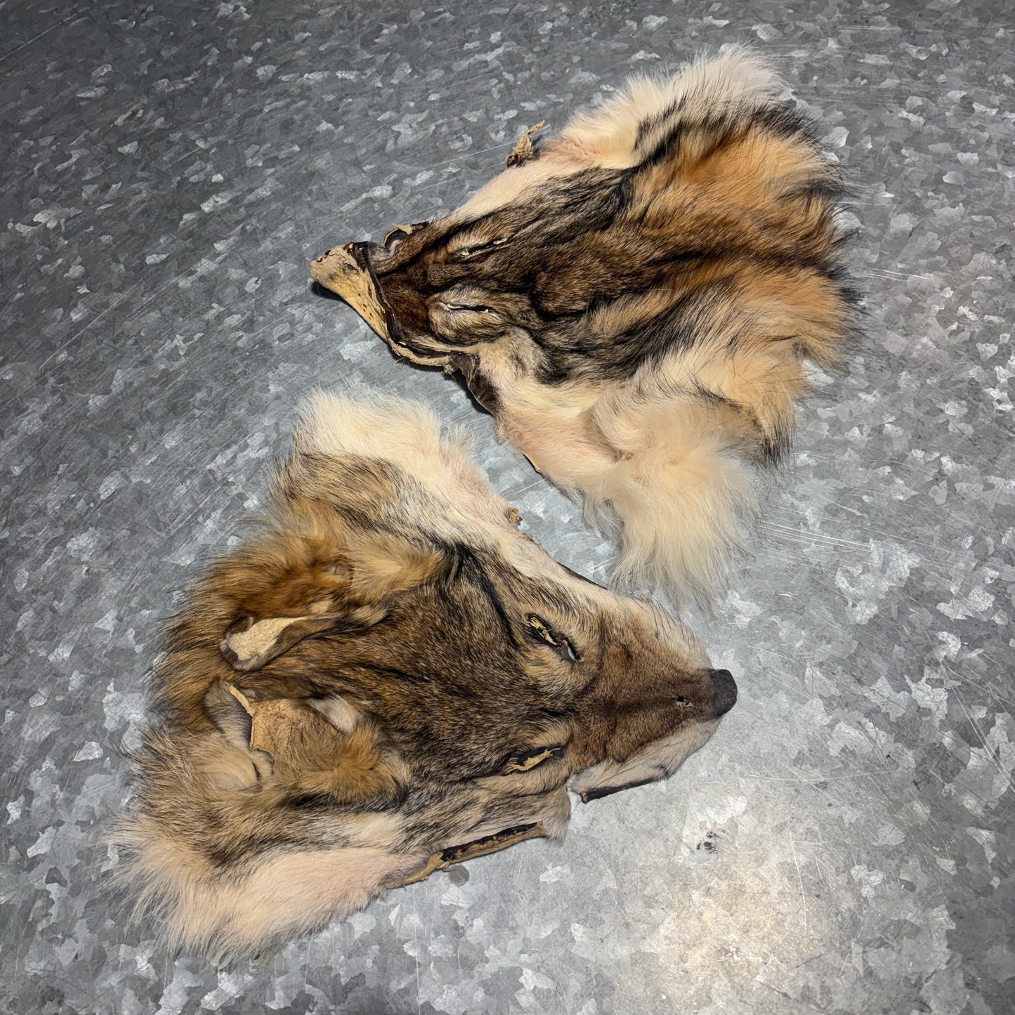 Wolf face fur pelt