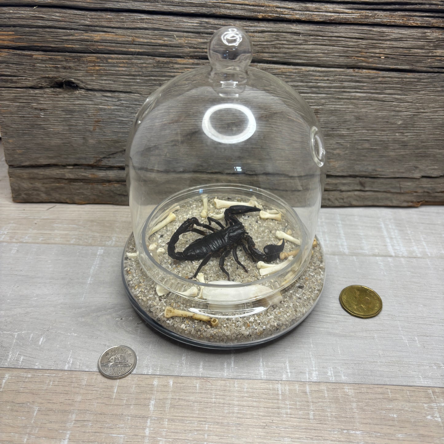 Scorpion taxidermy - Glass dome