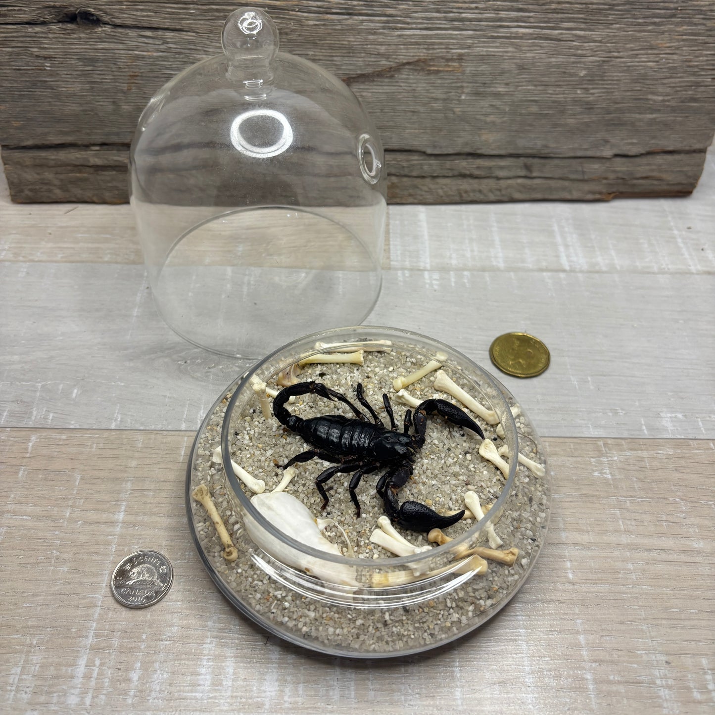 Scorpion taxidermy - Glass dome