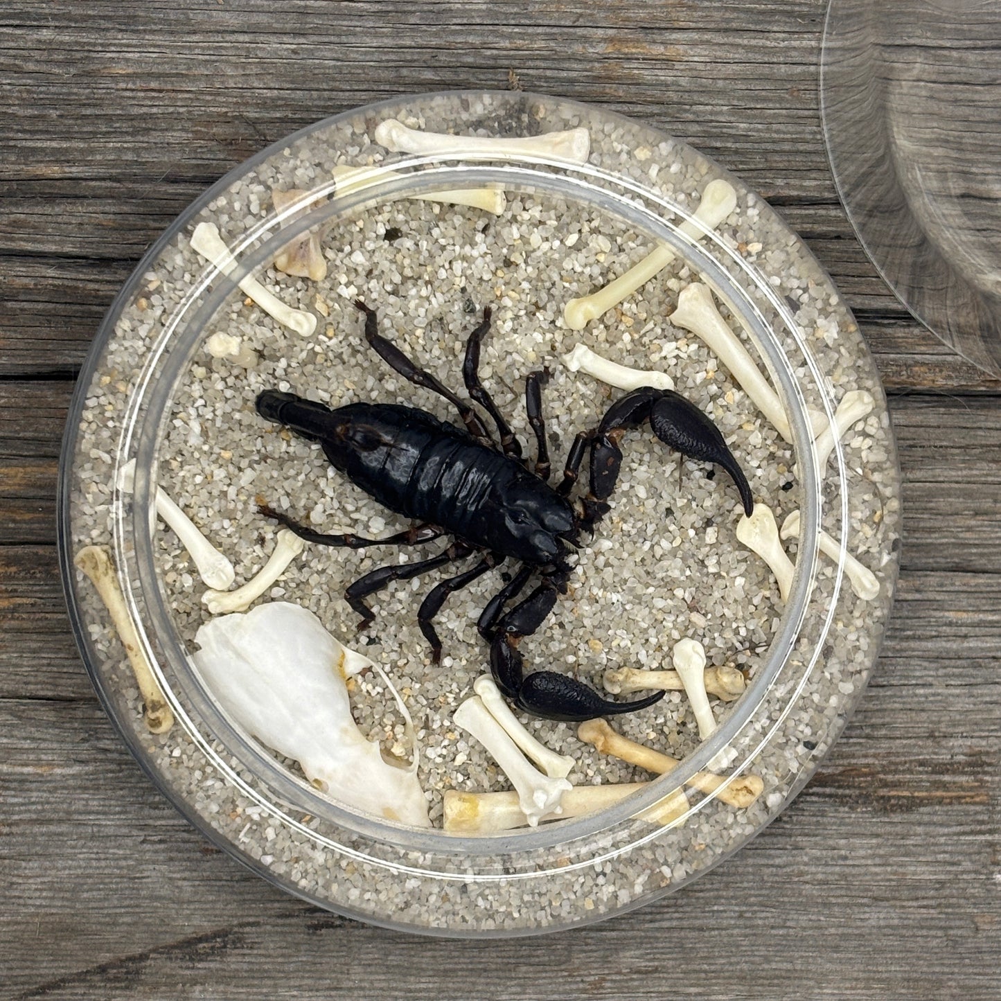 Scorpion taxidermy - Glass dome