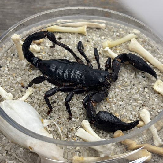 Scorpion taxidermy - Glass dome