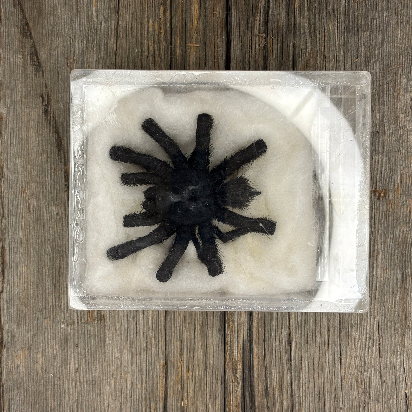 Tarentula molt in acrylic display