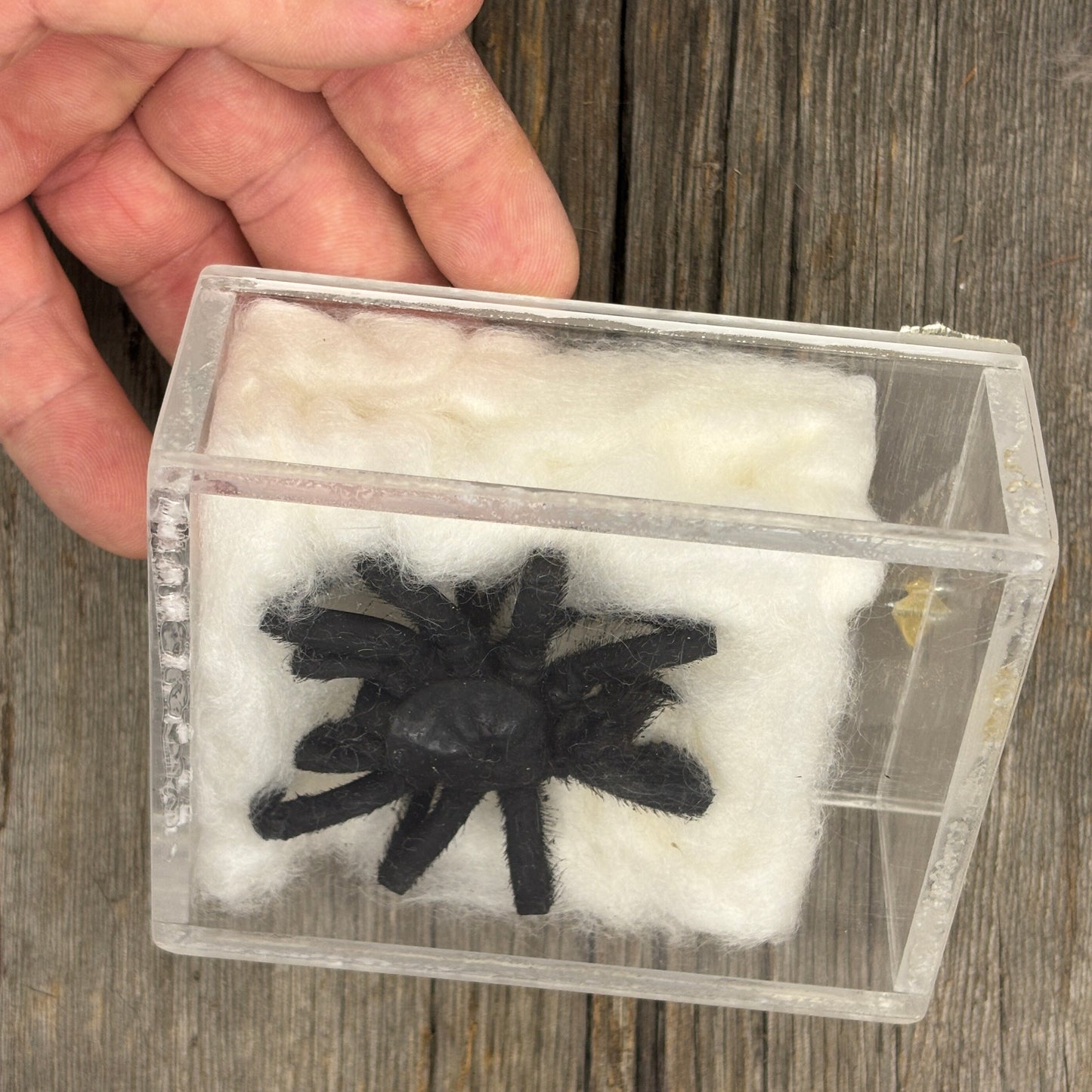 Tarentula molt in acrylic display