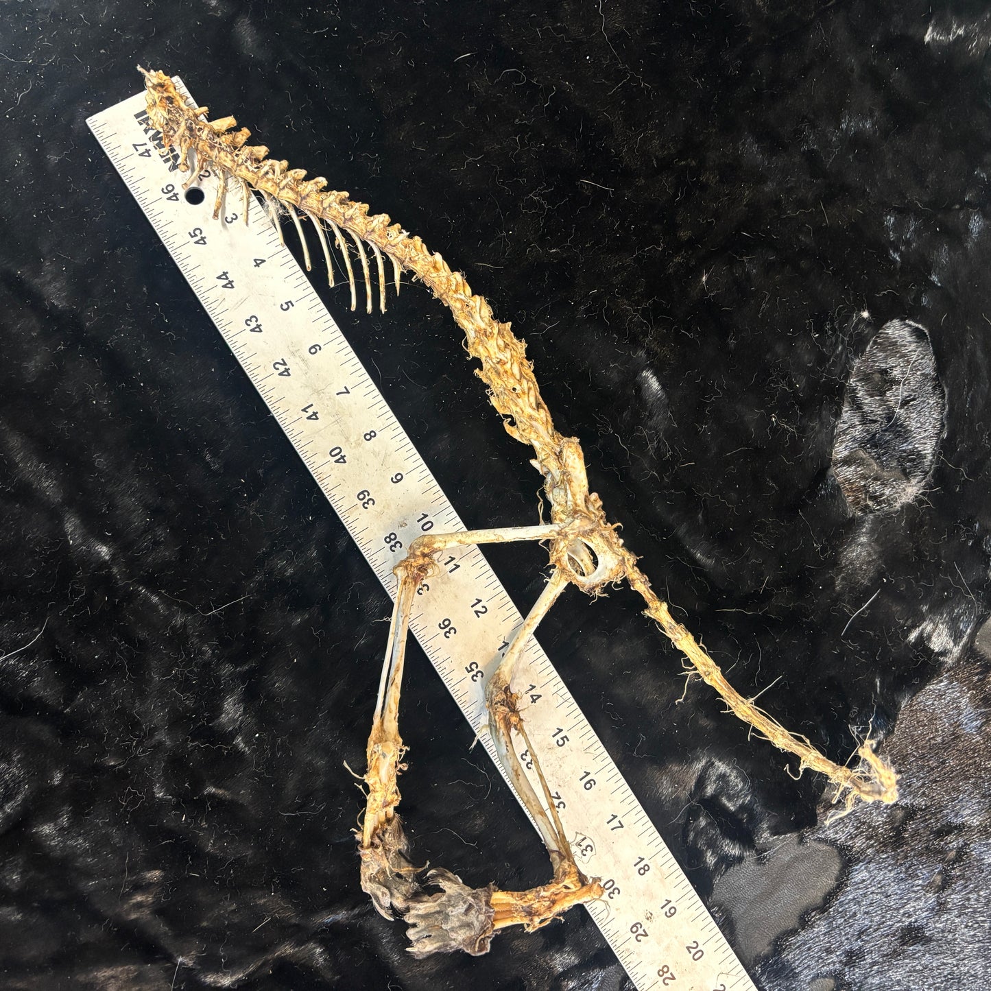 Partial Fisher Skeleton