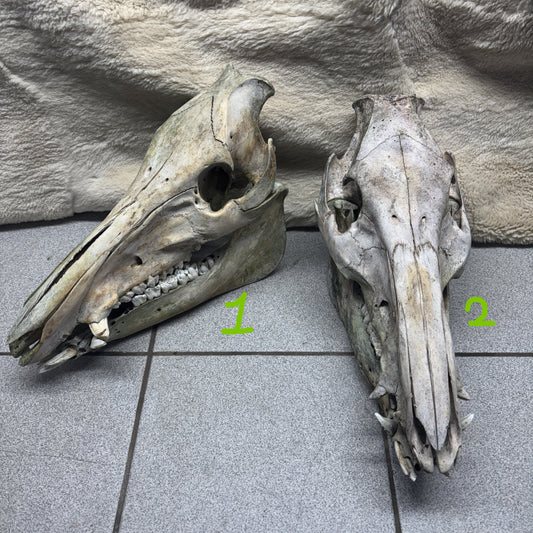 Wild Boar Skulls - Natural, 2nd quality