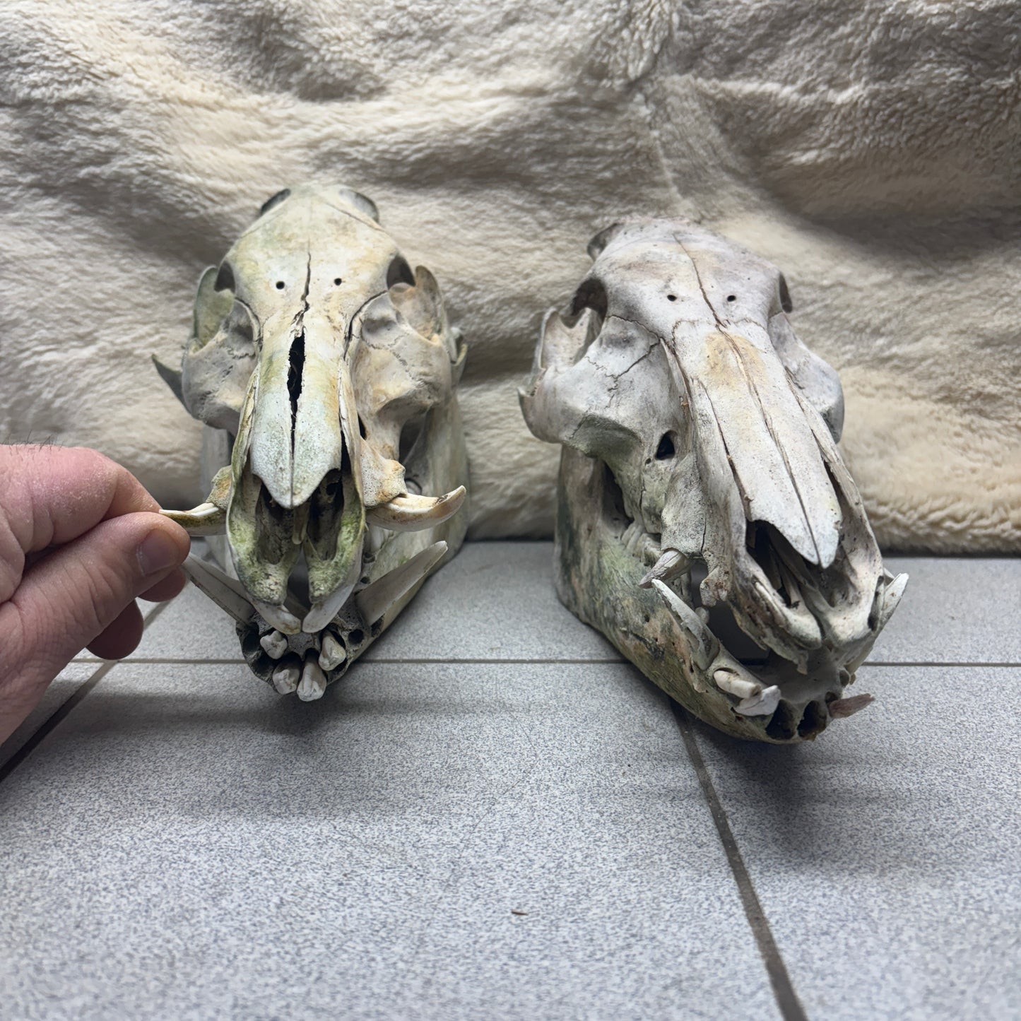 Wild Boar Skulls - Natural, 2nd quality