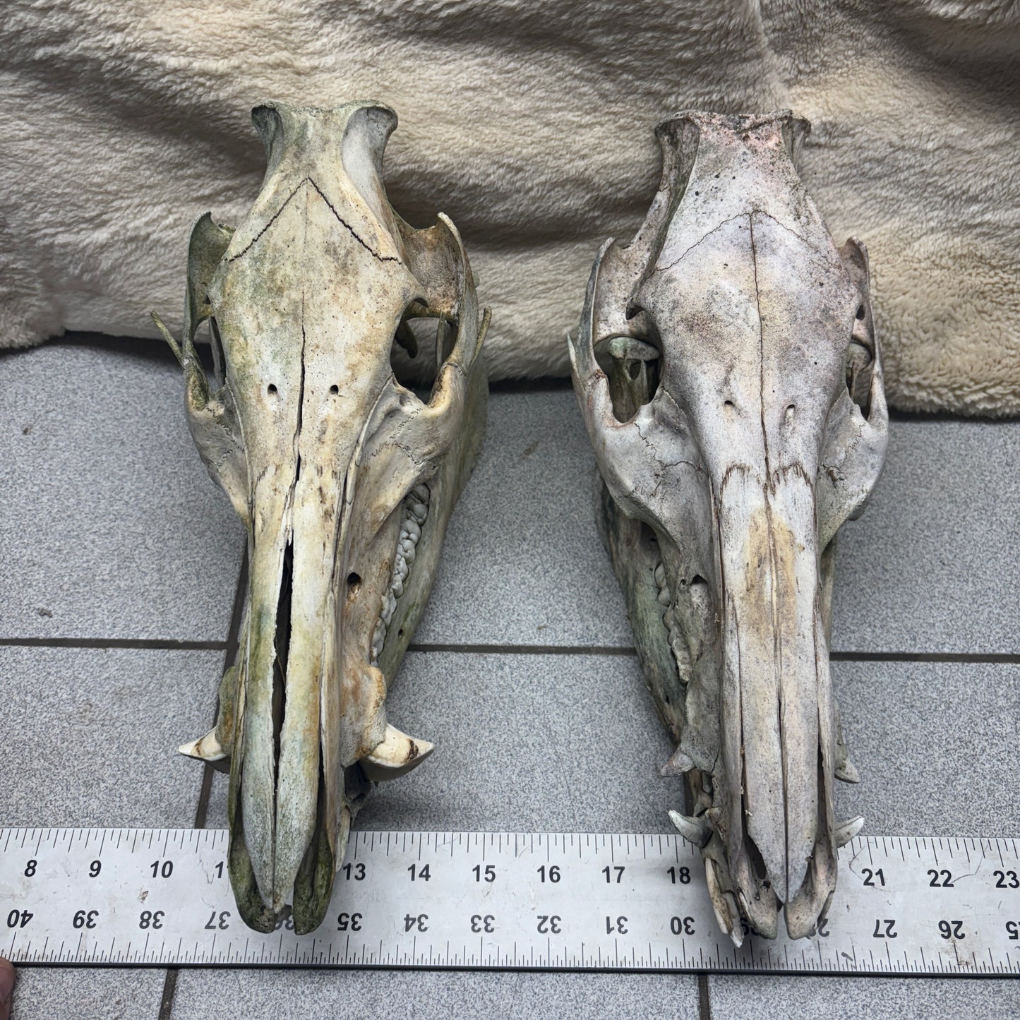 Wild Boar Skulls - Natural, 2nd quality