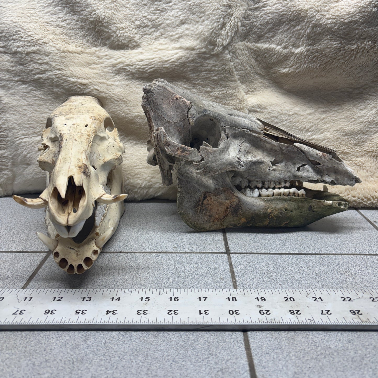 Wild Boar Skulls - Natural, damaged