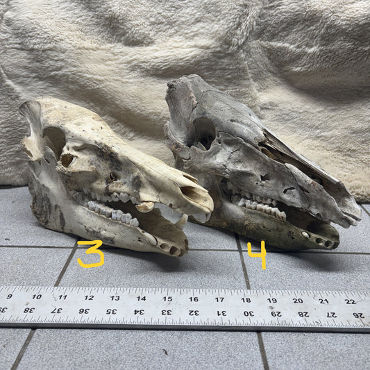 Wild Boar Skulls - Natural, damaged