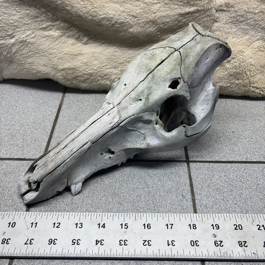 Wild Boar Skull - Natural, headshot